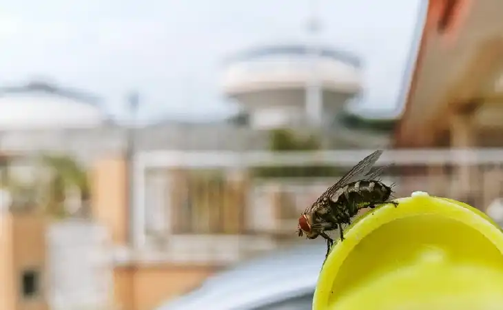 شركة ابادة حشرات تكشف أفضل 3 طرق للتخلص من البق والحشرات الزاحفة